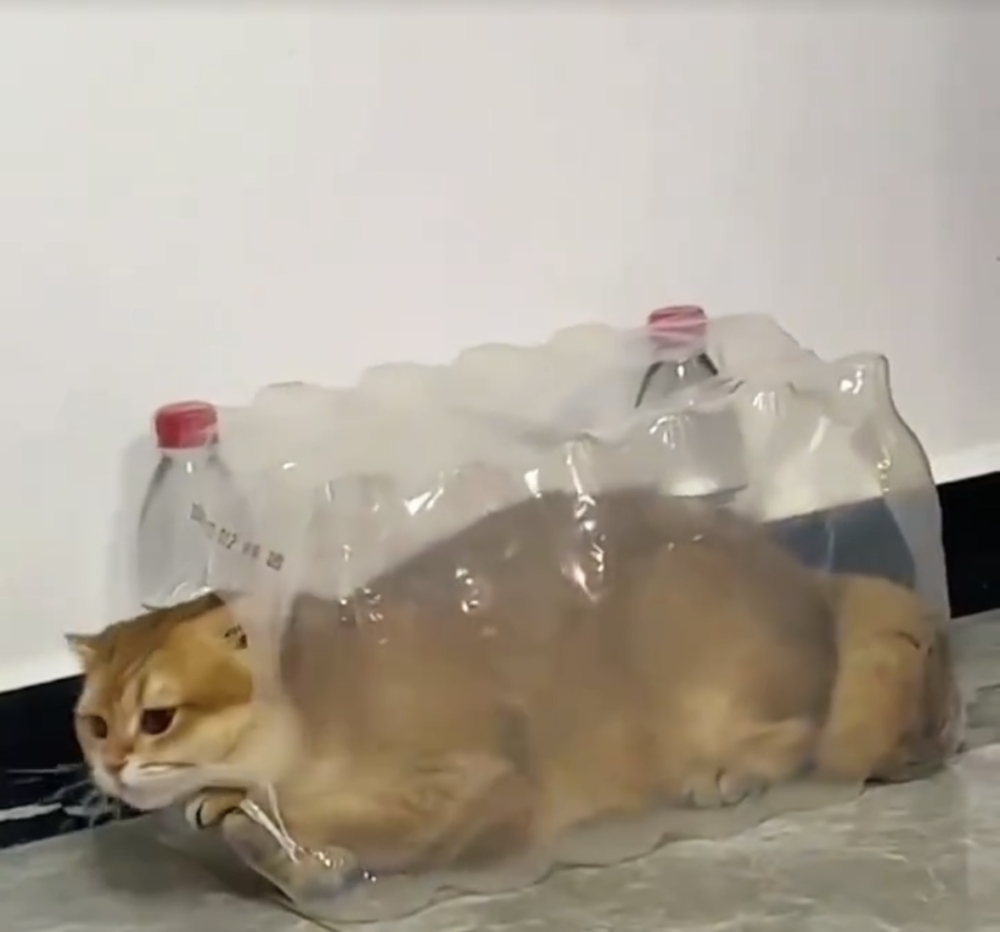 奴才：你好矯情喔