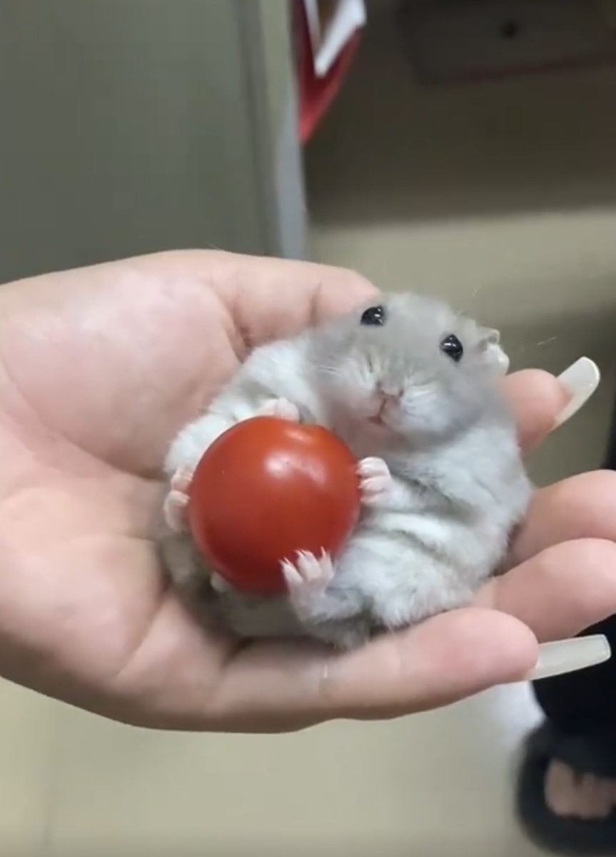 奴才：這又是在演哪一齣啊