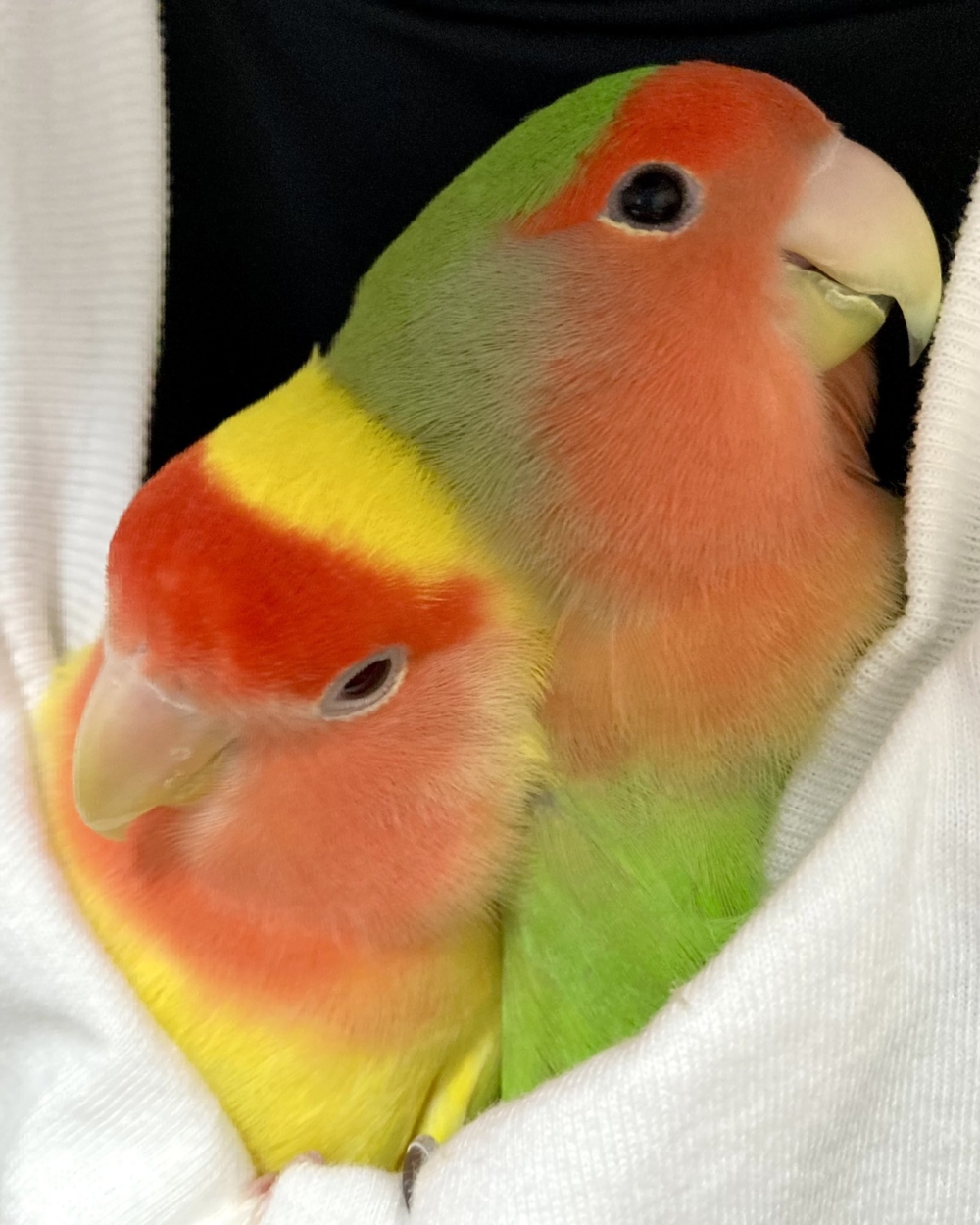 奴才：你們這樣好怪異啊