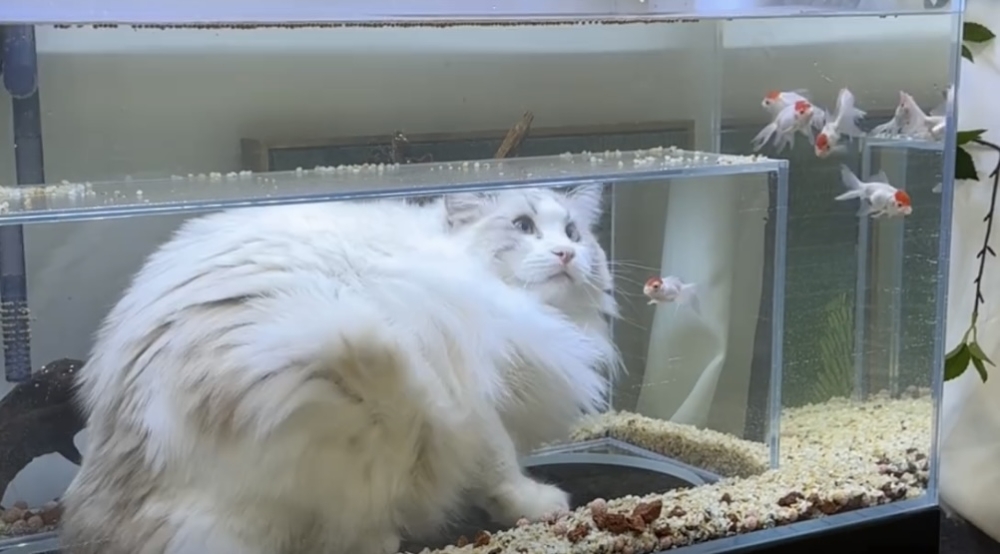 奴才：沒辦法使壞了吧