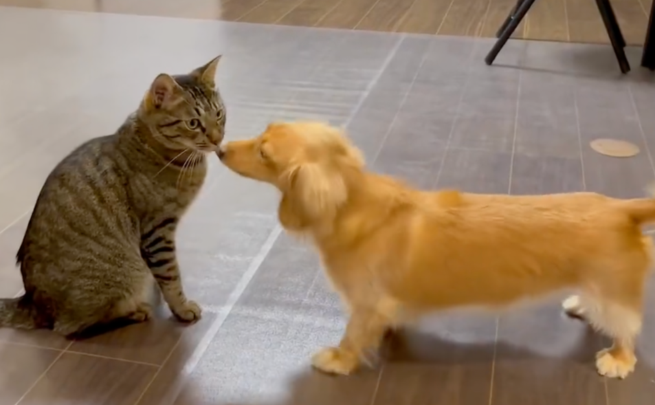 奴才：你別那麼兇對牠