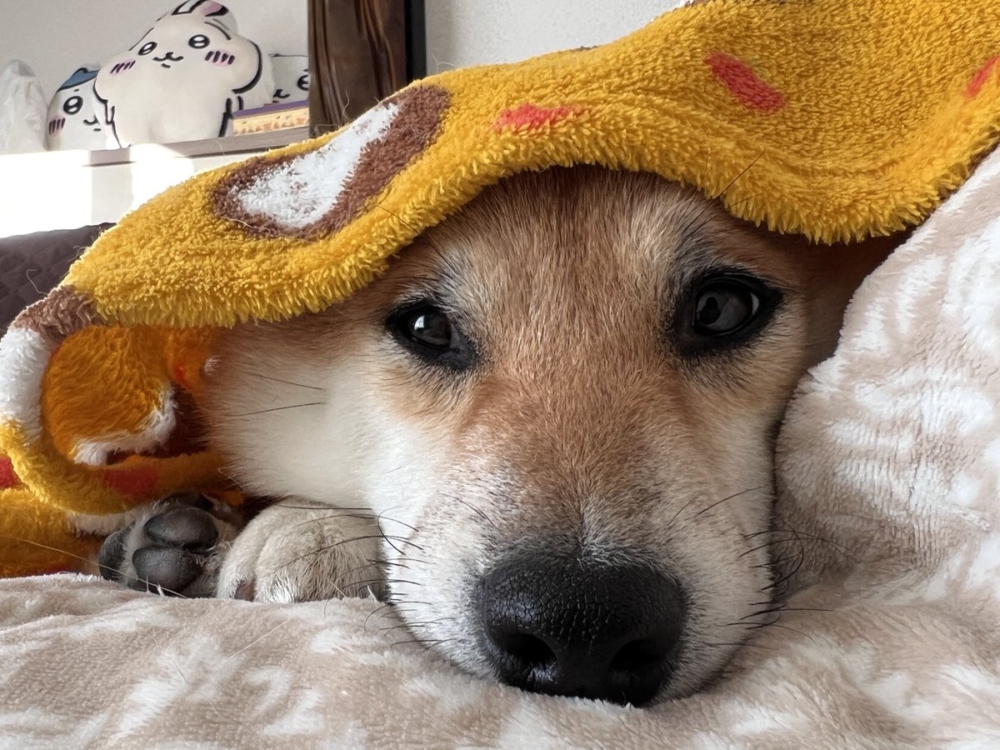 奴才：那你加油吧～