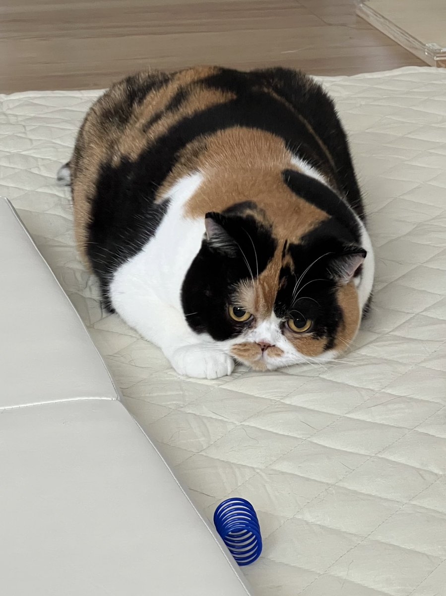 奴才：還沒有，差一點點就要超標啦