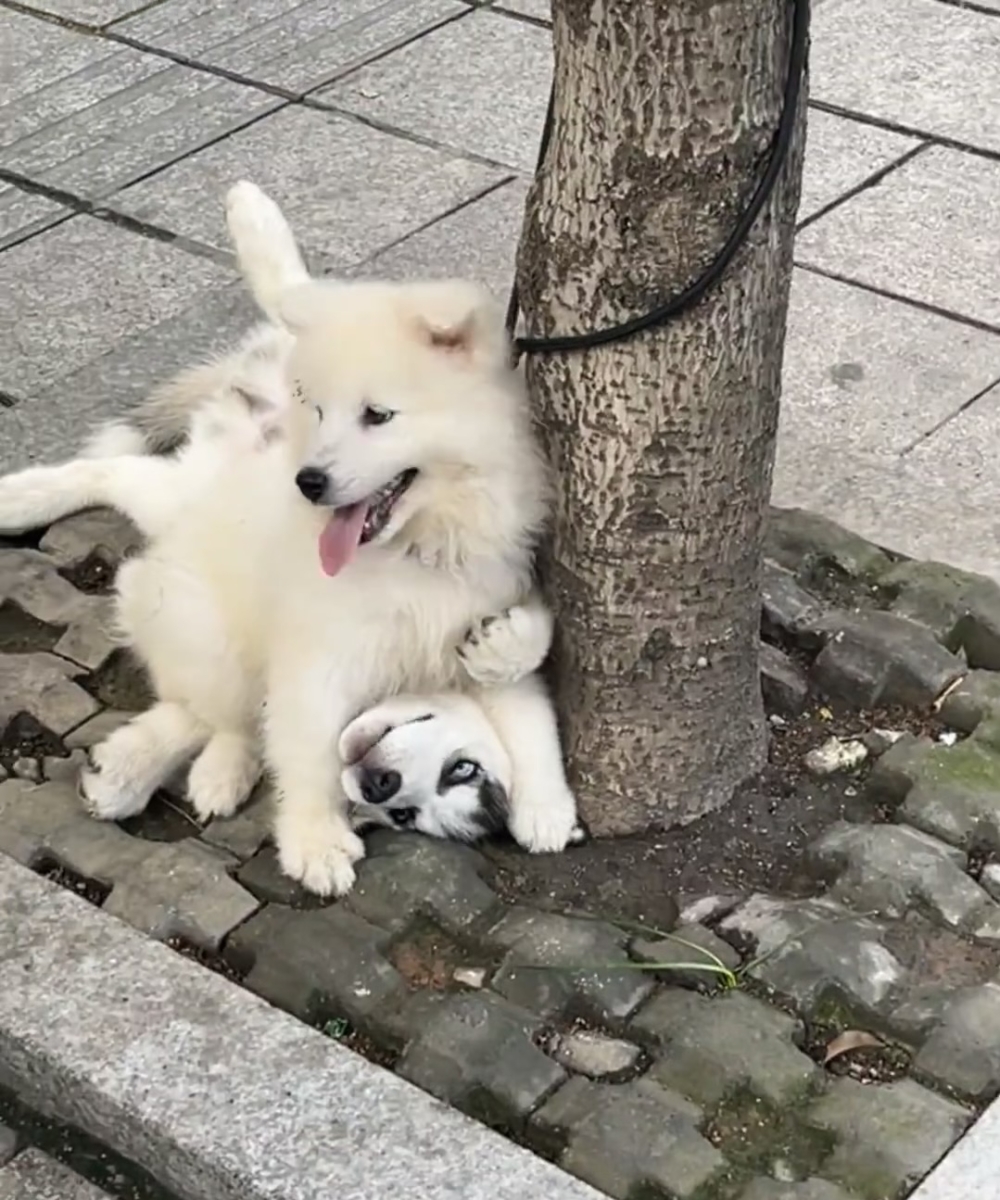 奴才：你就讓牠贏一次不行嗎？