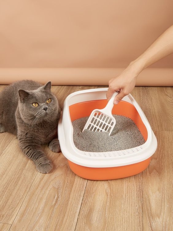 保持貓砂盆的清潔。