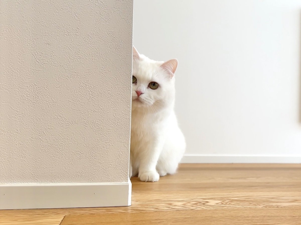 奴才：我倒是也想囉