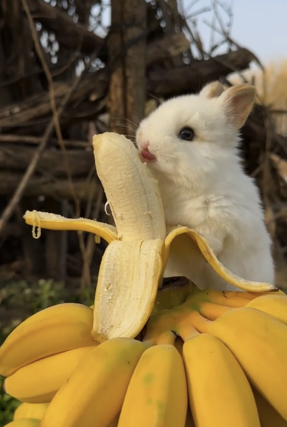 奴才：你是嘴饞了吧