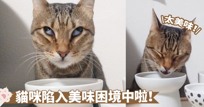 好吃到翻白眼？一時之間貓咪失去了表情管理～喵：抓拍太不道德了啦！