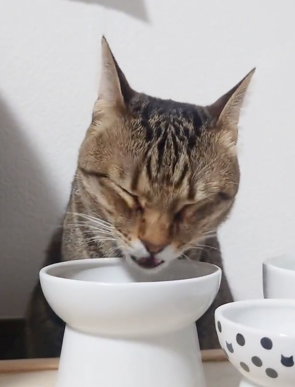 奴才：我什麼時候騙過你