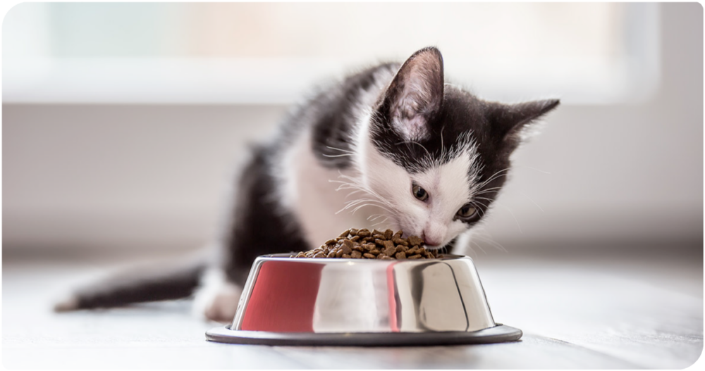貓糧是貓咪的主要營養食物，選擇一款優質的貓糧能讓毛孩子攝入足夠營養，預防疾病。