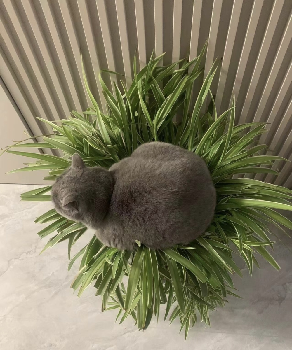 奴才：你！怎麼可以這樣