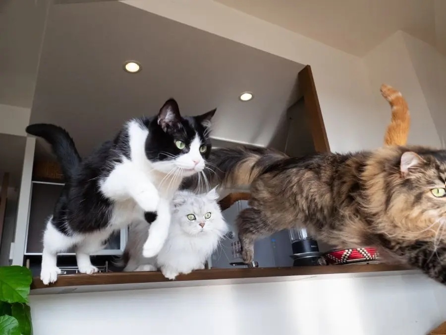 奴才：不敢不敢