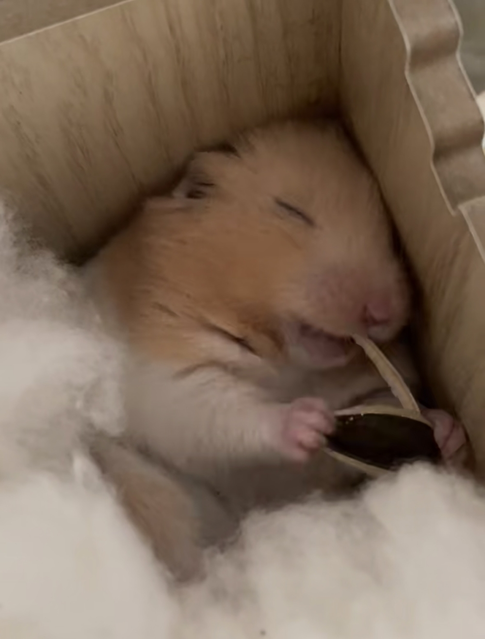 奴才：吃吧吃吧