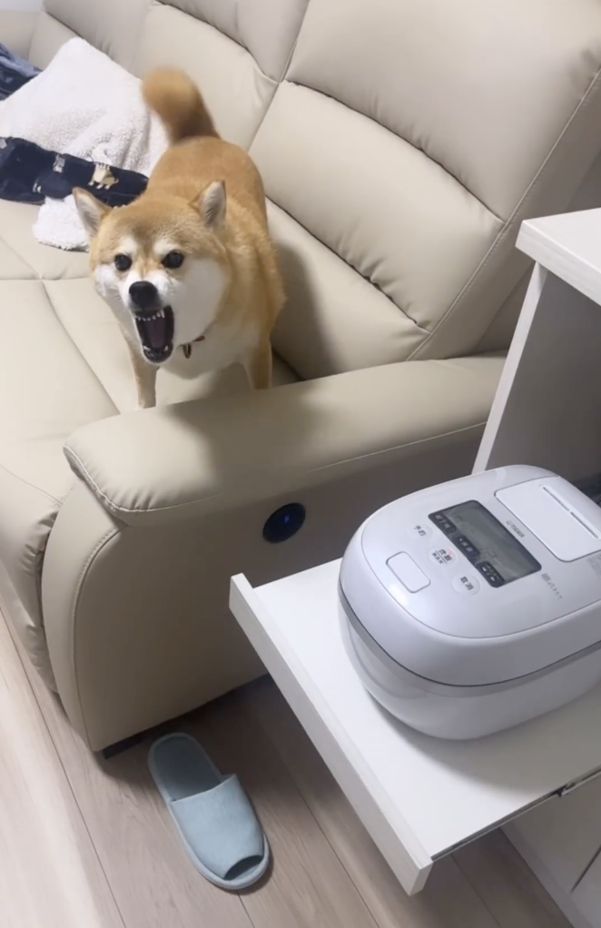 奴才：這不是你的食物囉