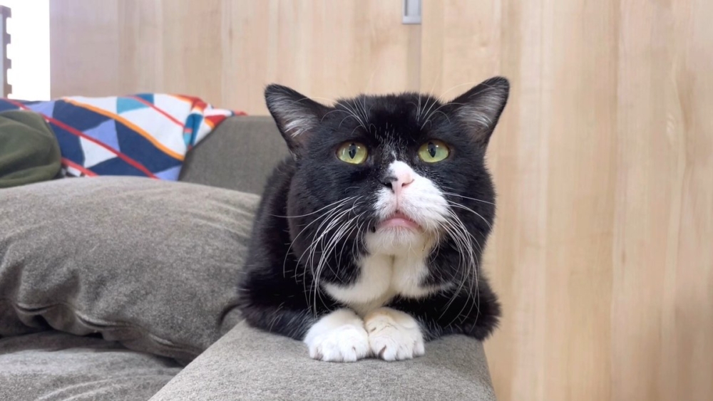 奴才：你自己露出來的捏