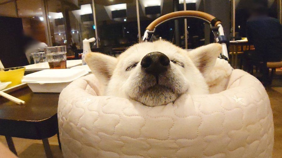 奴才：這是當然的啊