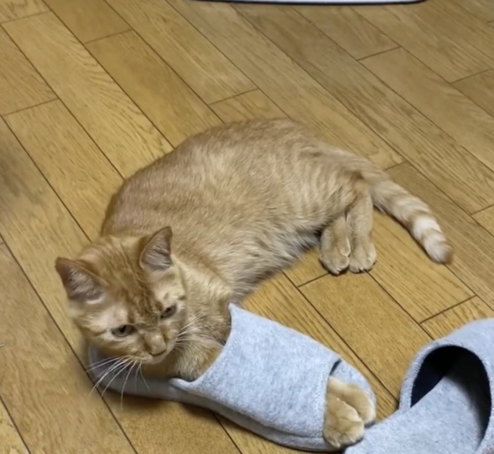 奴才：有保暖功效嗎？