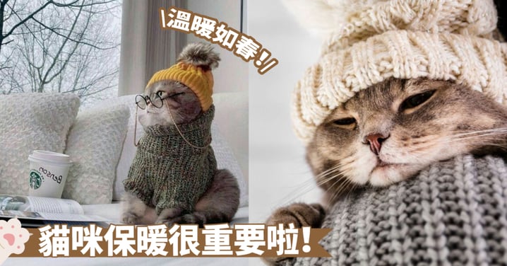 「喵嗚」寒冷天氣下怎樣照顧貓咪？冬季必備保暖指南，教你如何為貓咪打造舒適的冬日環境～