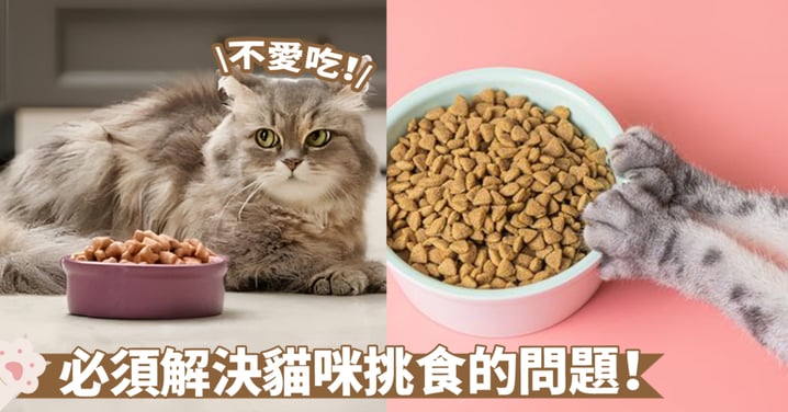 困擾貓咪選吃問題？試試這些解決辦法！維持貓咪飲食多樣性的七大要點～