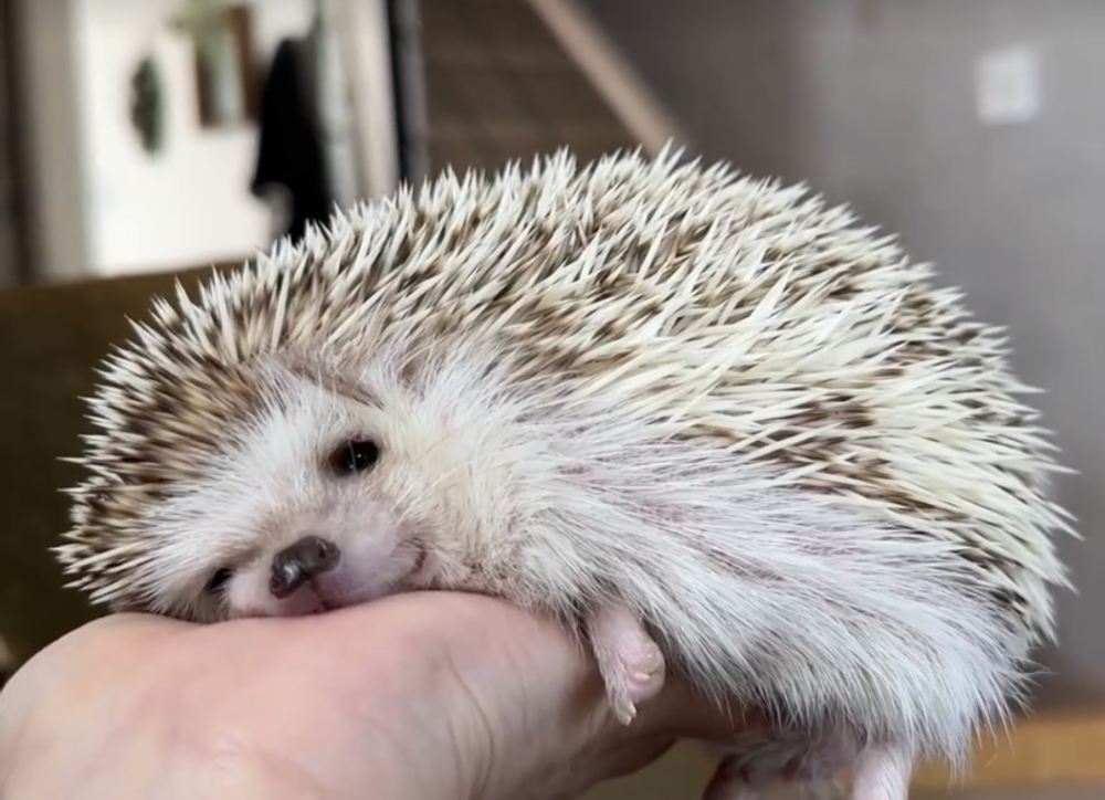 奴才：你真是懂我啊