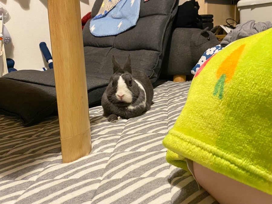 奴才：向你保證啦