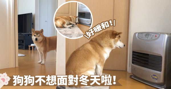 冷冷的天誰愛出門誰出吧！狗狗只想坐在暖爐前取暖，一步都不想踏出家門啦～