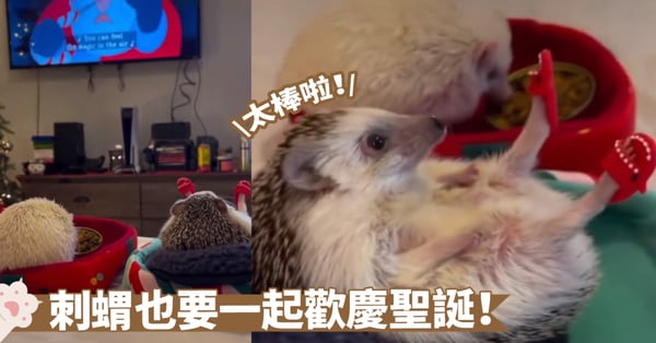 節日未到但「趴踢」夥伴已經聚齊了～刺蝟寶寶已經提前步入聖誕氛圍裡啦！