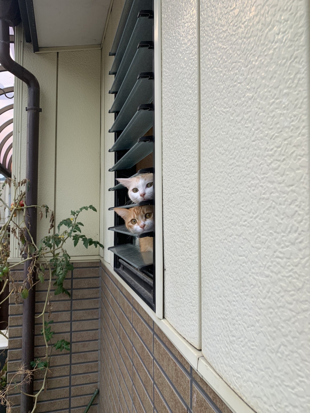 奴才：想快點見到你們啊