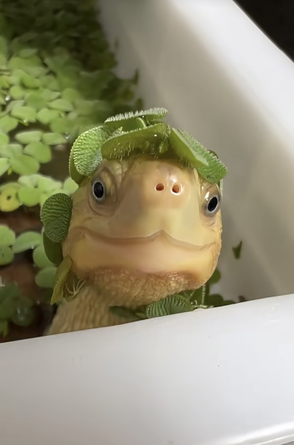 奴才：確實是沒有在客氣啊