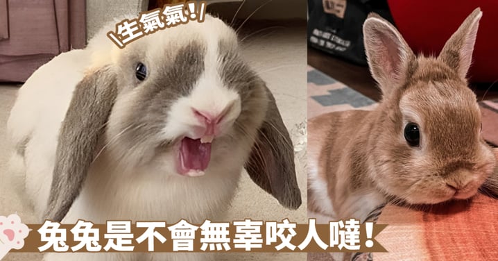兔子咬人有理由！探討寵物兔子攻擊原因及處理方法～用正確飼養方式規避惡劣情況！