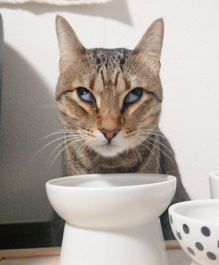 奴才：很可愛欸～