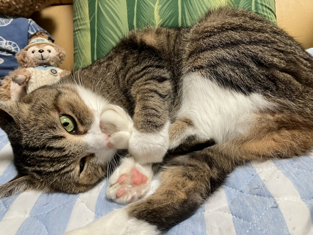 奴才：確實無法理解喔～