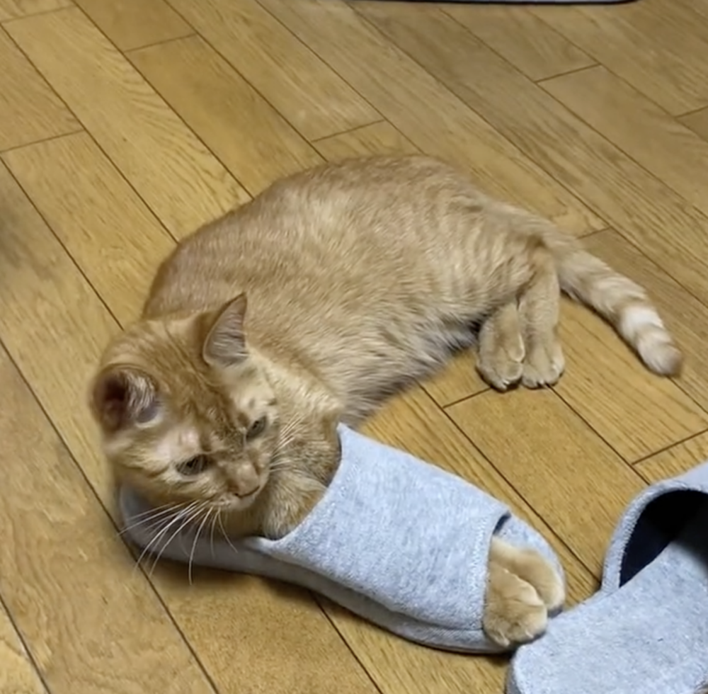 奴才：合理懷疑囉