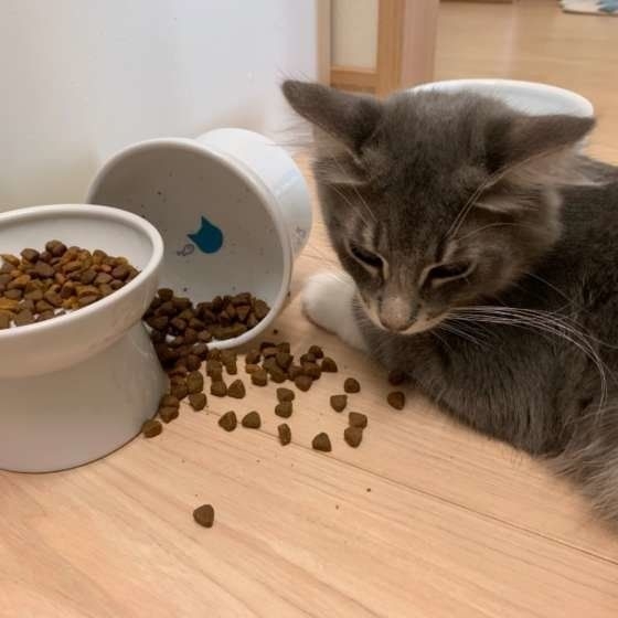 貓咪身體所需要的鹽分一天攝取量不超過42mg（0.042g）。