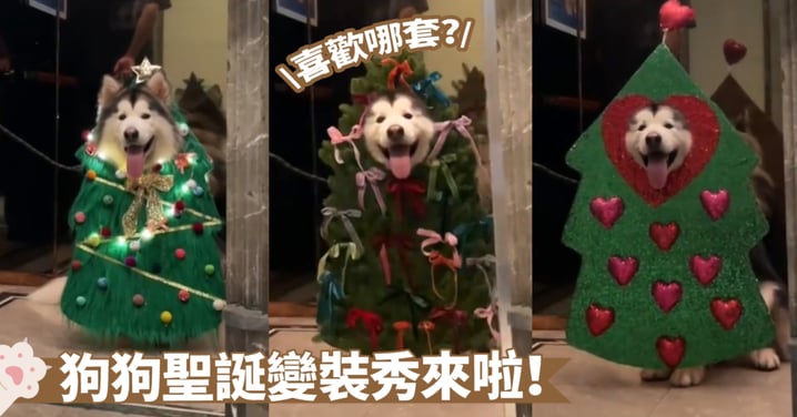 會移動的聖誕樹？狗狗的電梯變裝秀真的很有時尚感欸～多虧牠超配合啦！
