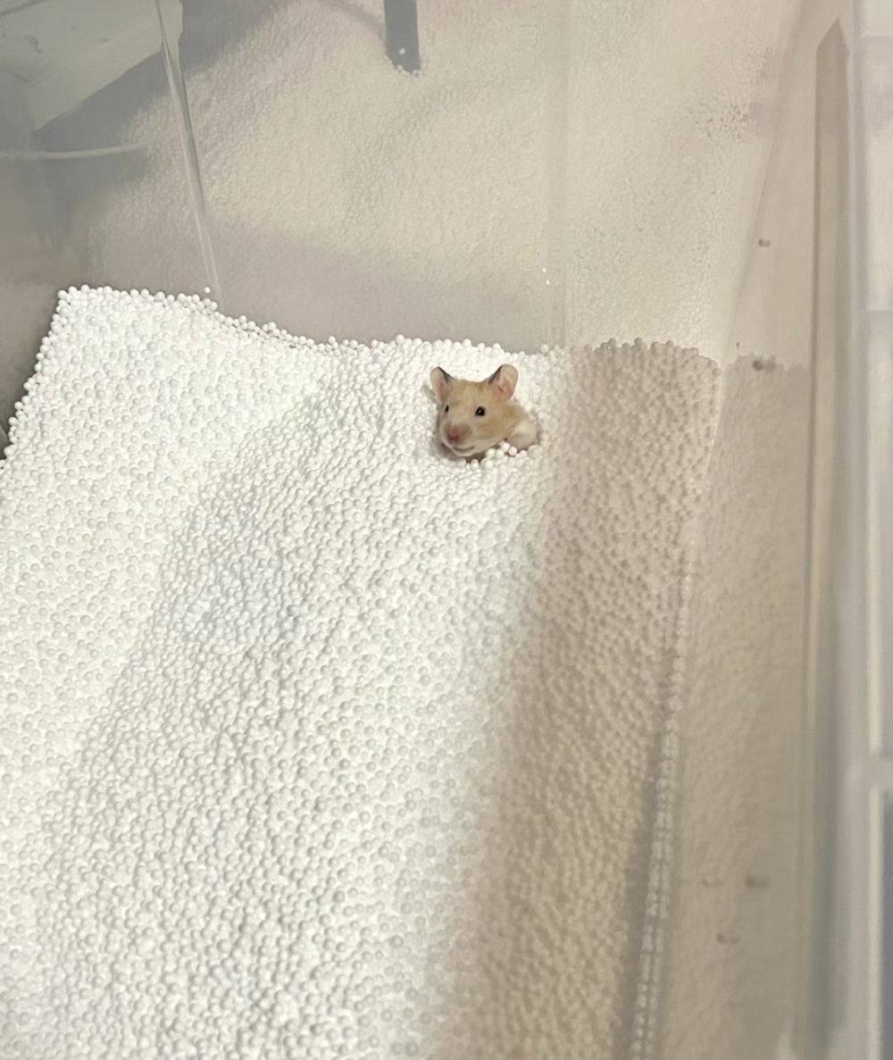 奴才:要不要給你找個伴