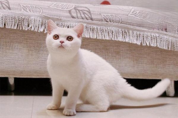 叫貓名字搖尾巴：有聽到但不想回你。