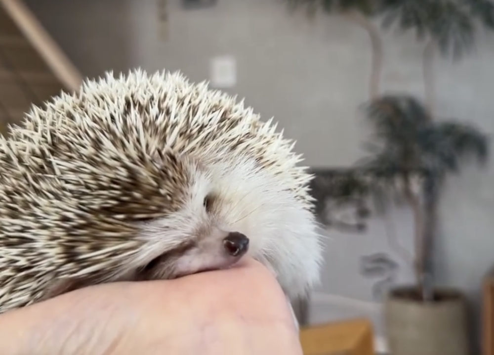 奴才：乖寶寶～