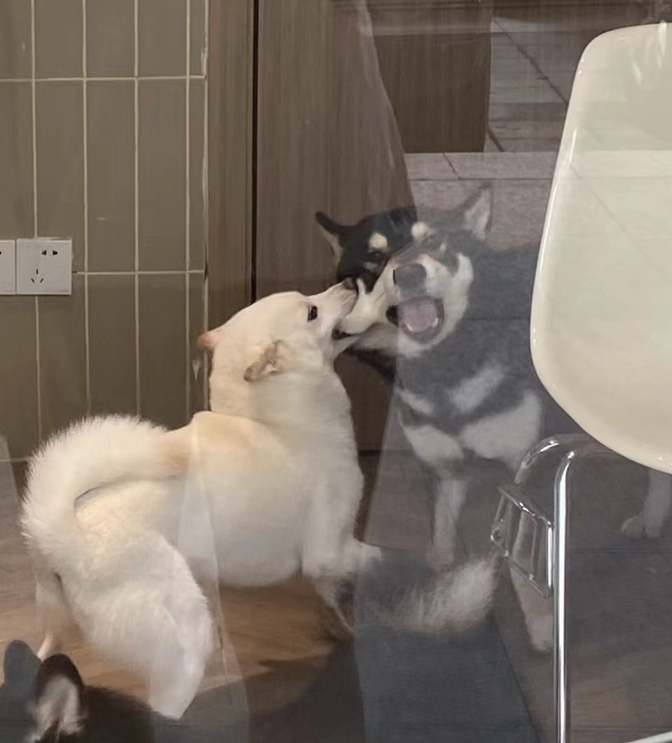 奴才：這樣很可愛啦