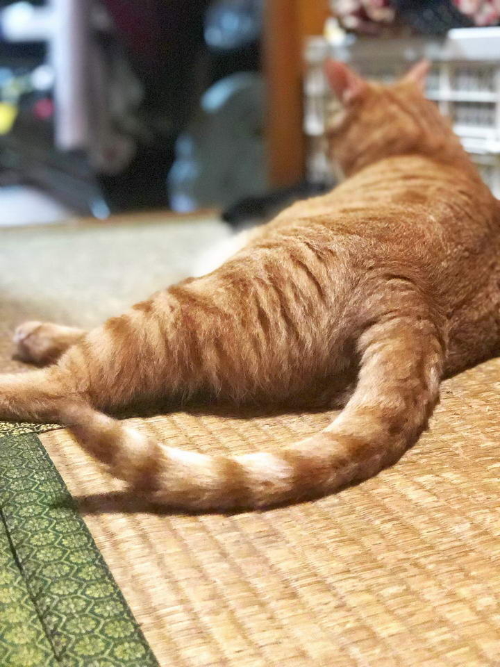 貓咪坐在地上，極大力的拍打尾巴，代表生氣。