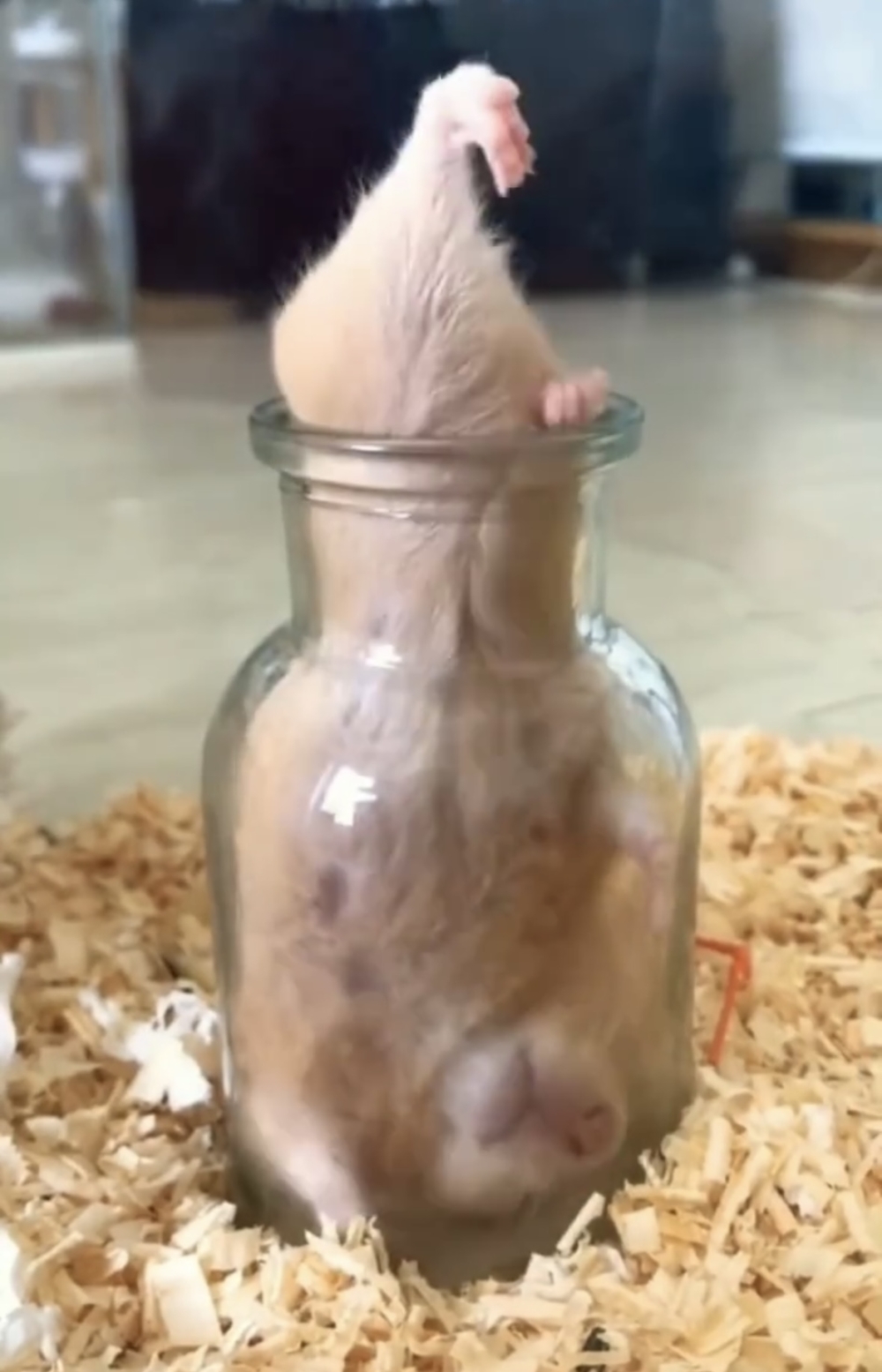 奴才：你口氣好大啊