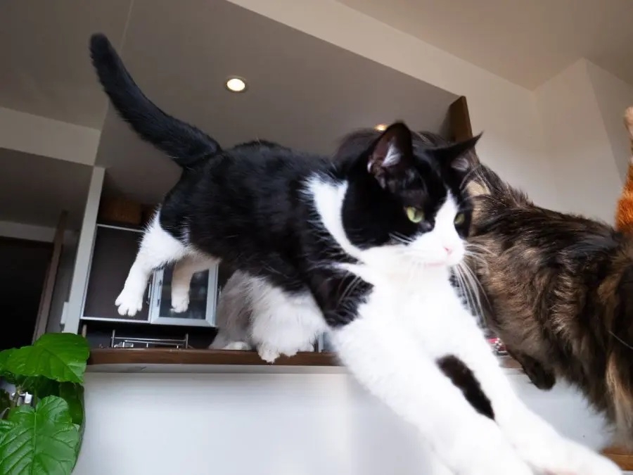 奴才：四隻一起包圍我嗎