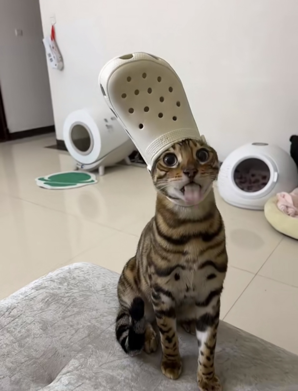 奴才：哎呦～你好沒情趣喔