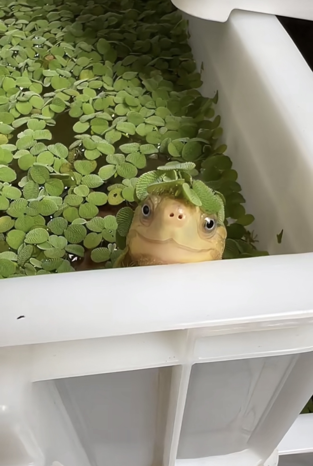 奴才：人家是誇讚你欸