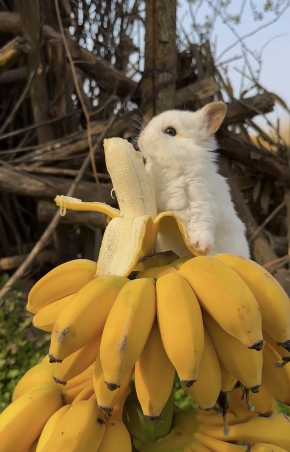 奴才：好好好，你慢慢來