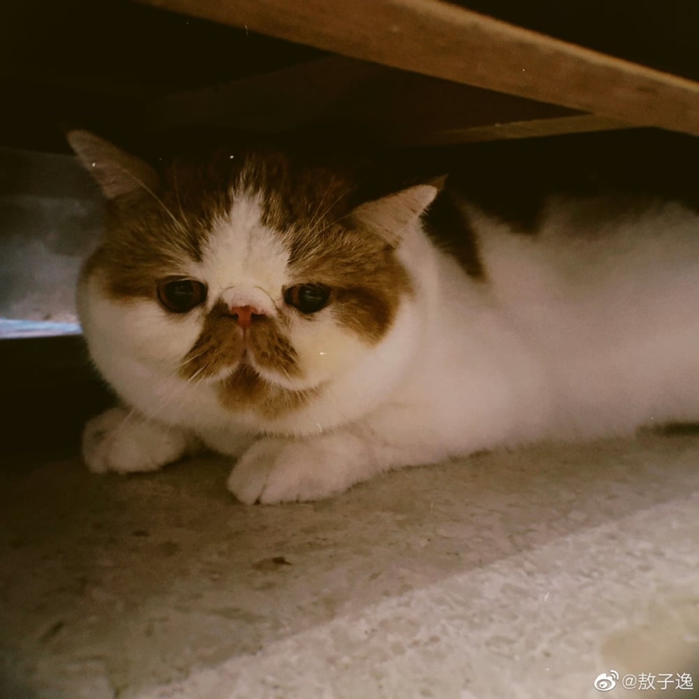 15岁吴费曼官宣恋情，女方正脸照曝光，清纯可爱走日系风_搜狐网, image size:1000x1000