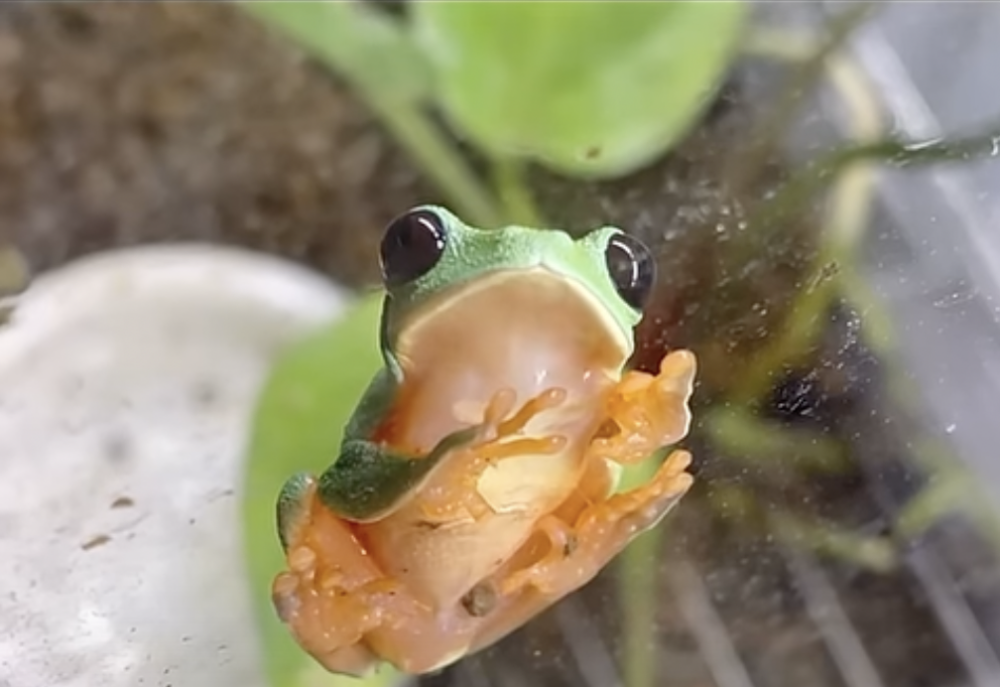 奴才：我看你睡就好