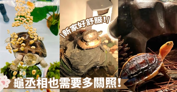 烏龜飼養新手必讀:掌握基本用品,打造一個舒適的家!