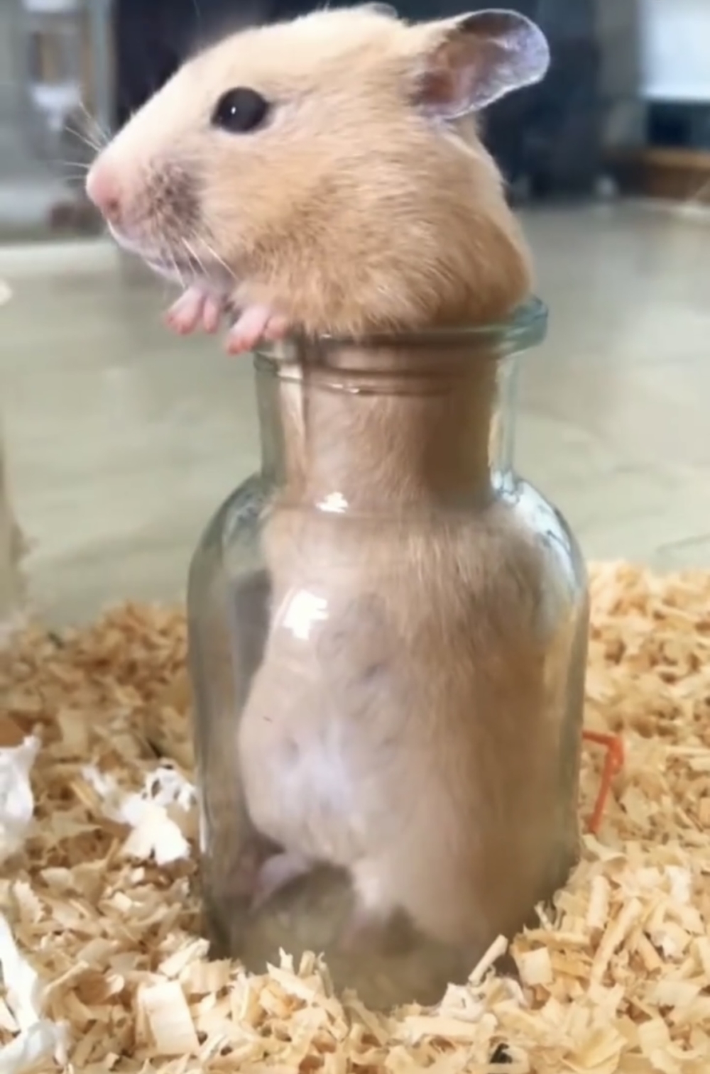 奴才：見識到了