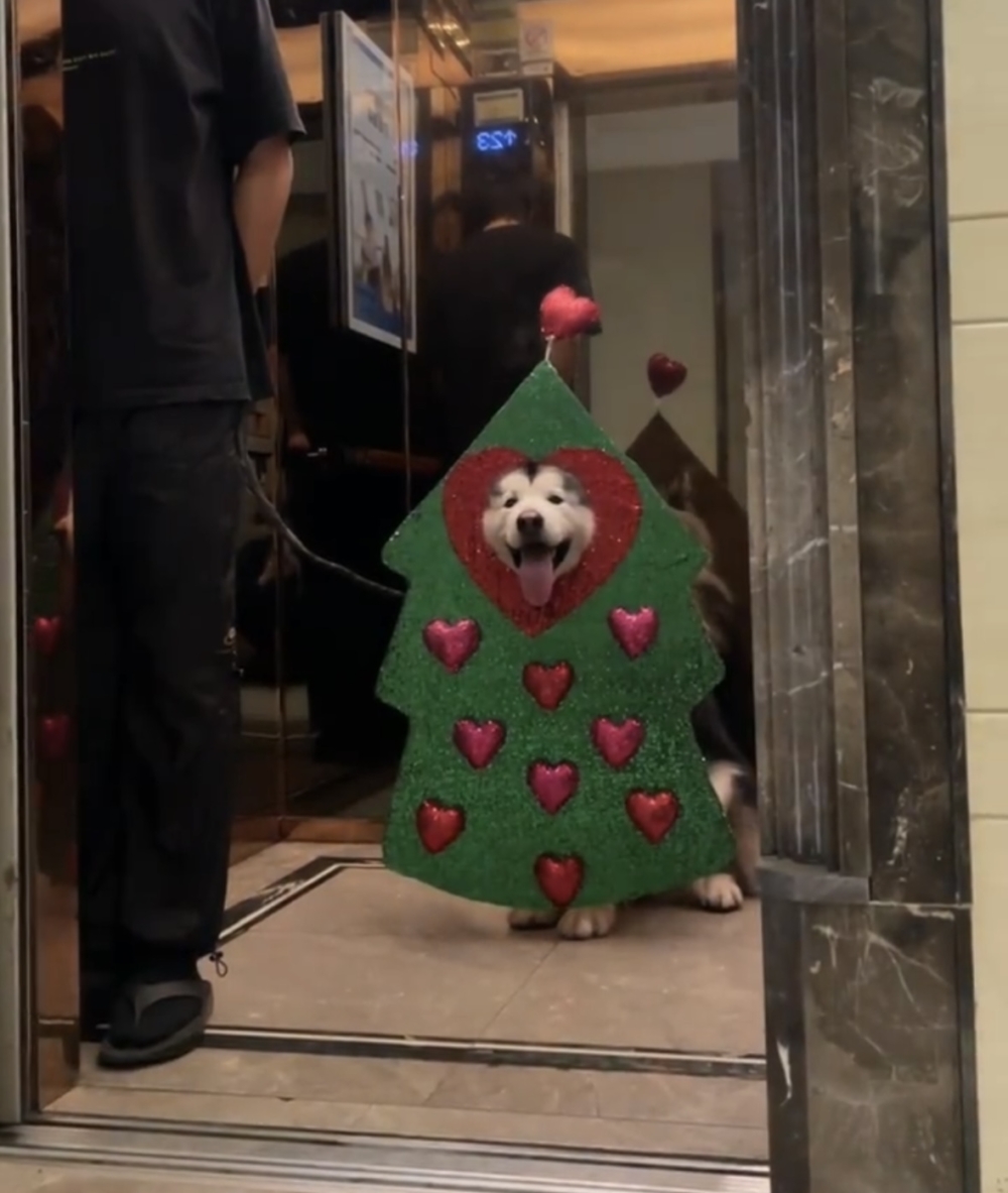 奴才：越來越進入狀態囉